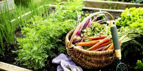 Lunární zahradní kalendář a zahrádkářství pro krasnodar území (kuban) pro 2022: podmínky, příznivé dny